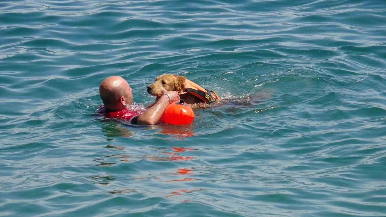 Türkiyenin ilk sivil sualtı kurtarma köpeği Zeyna, görev için gün sayıyor