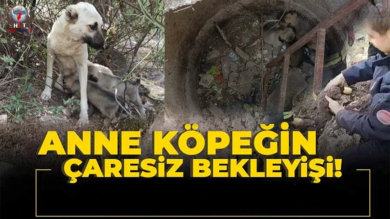 Yavruları kurtarılana kadar ekiplerin başını bekledi