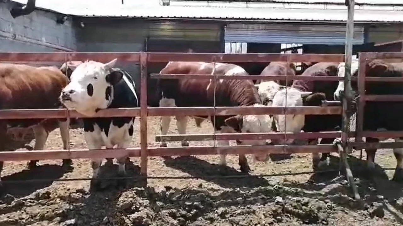 7 hisseli kurbandan umre ziyareti çıktı çifte bayram yaşadı