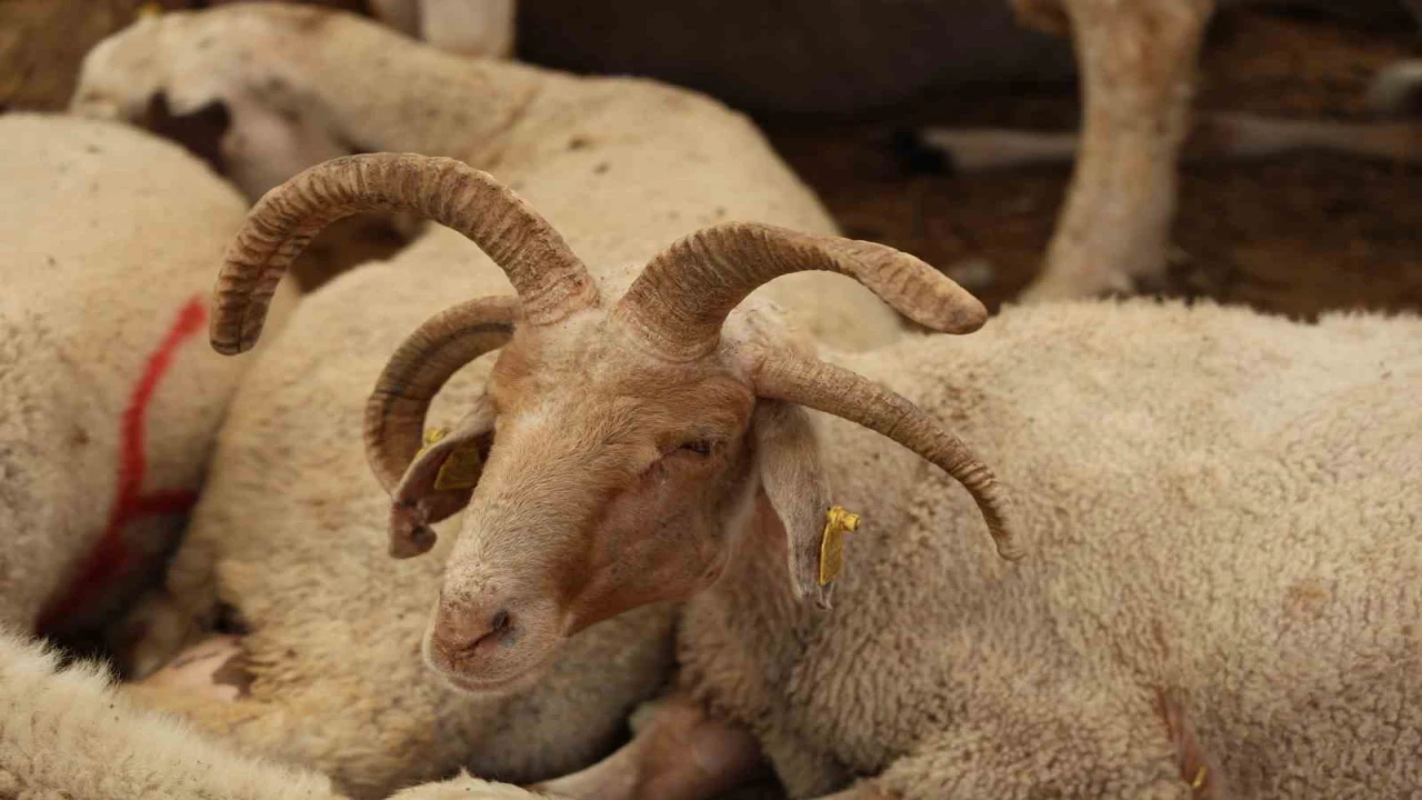 Adanada 4 boynuzlu koçlar kurban pazarlarının gözdesi oldu