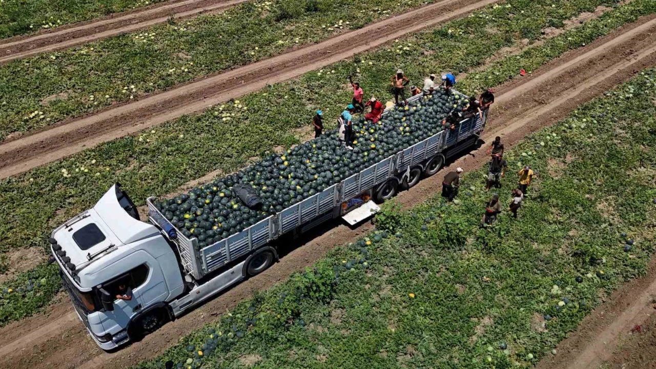 Adanada karpuzun tarlada kilogram fiyatı 2,5 liraya kadar geriledi