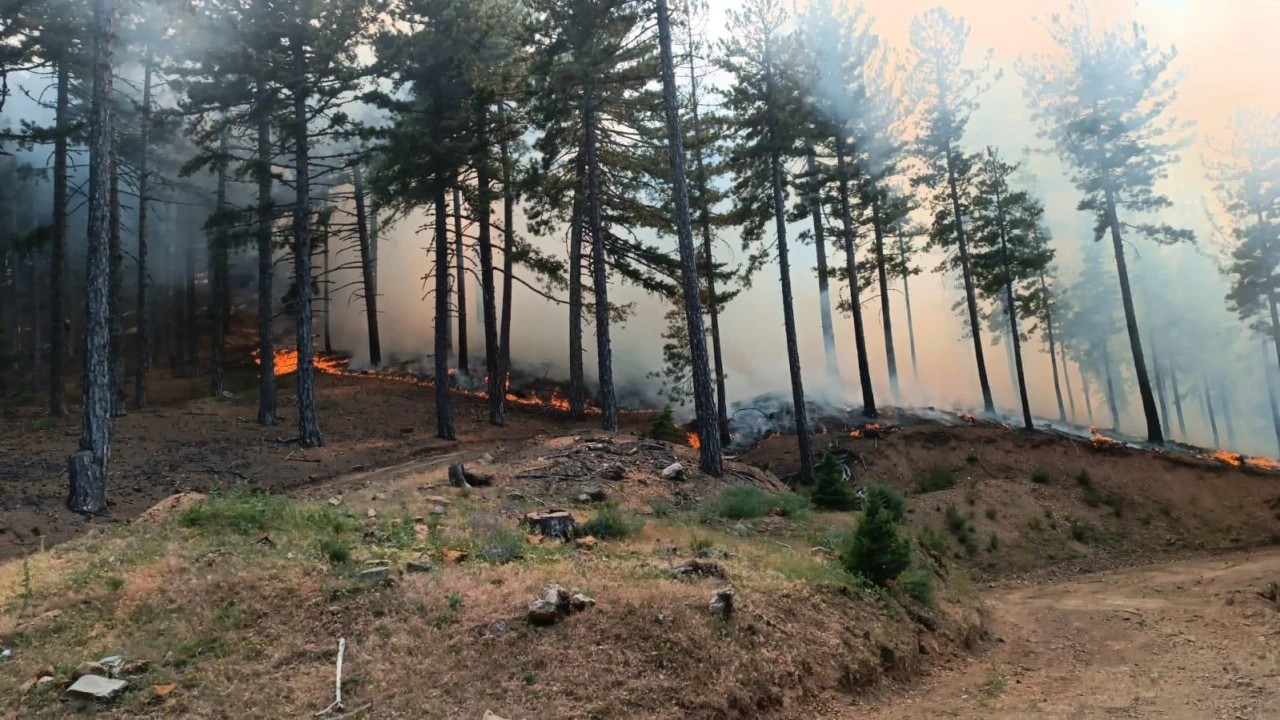 Adanada orman yangını