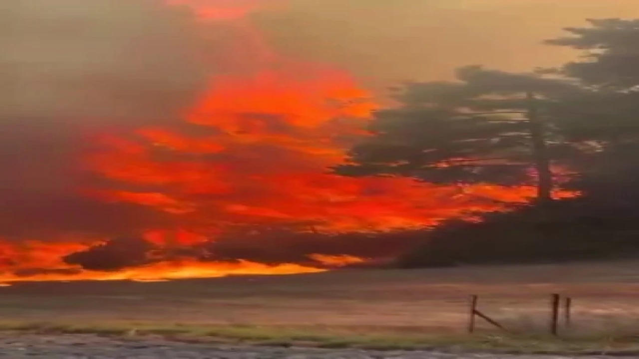 Adanada orman yangını