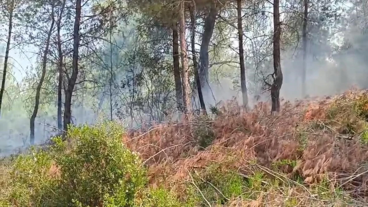 Adanada orman yangını kontrol altına alındı