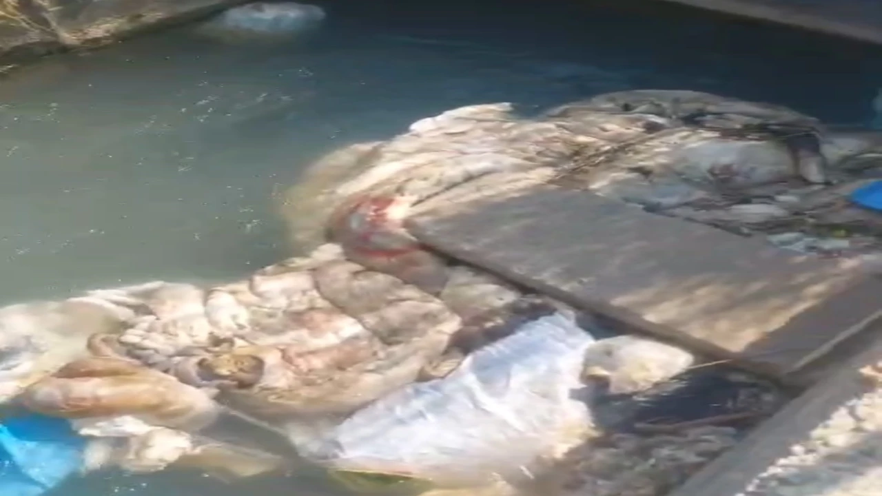 Adanada sulama kanalları hayvan pislikleriyle doldu taştı