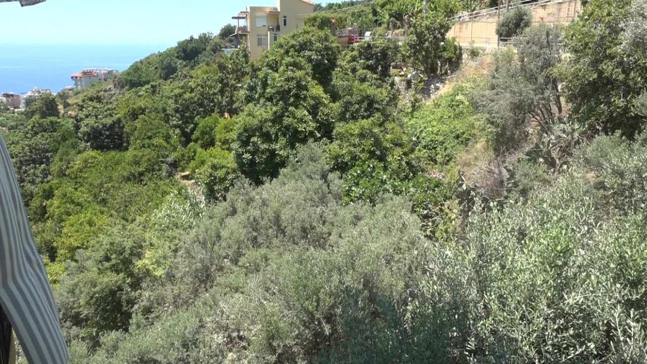 Alanyada apartmana giren yılana kafa tutan sokak kedisi evin bekçisi oldu