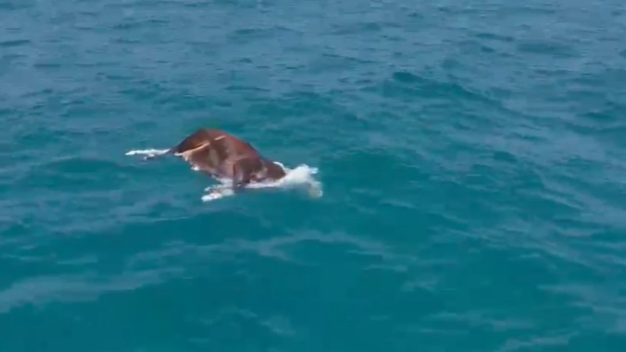 Alanyada denizde ölü inek bulundu