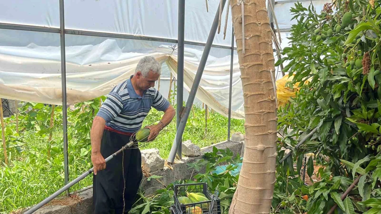 Alanyada papaya hasadı başladı, kilosu 100 liraya kadar alıcı buluyor