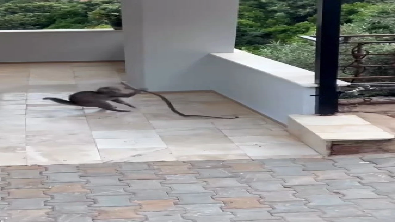 Alanyada yılana kafa tutan kedi