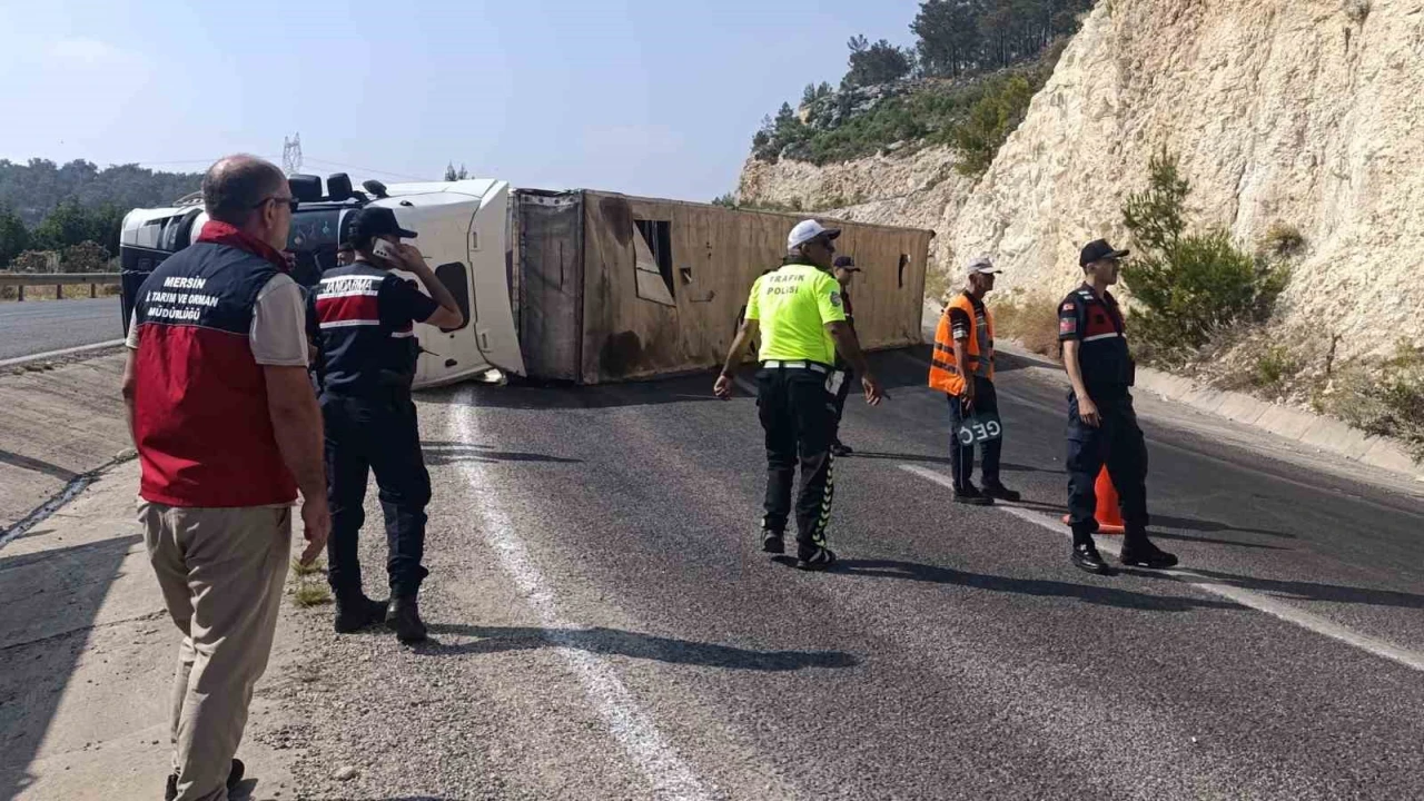 Angus yüklü tır devrildi, kaçan hayvanlar yakalandı