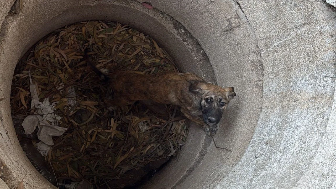 Antakyada kuyuya düşen köpeği itfaiye kurtardı