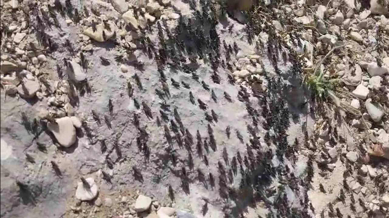 Antalya Gelesandra Yaylasında çekirge istilası