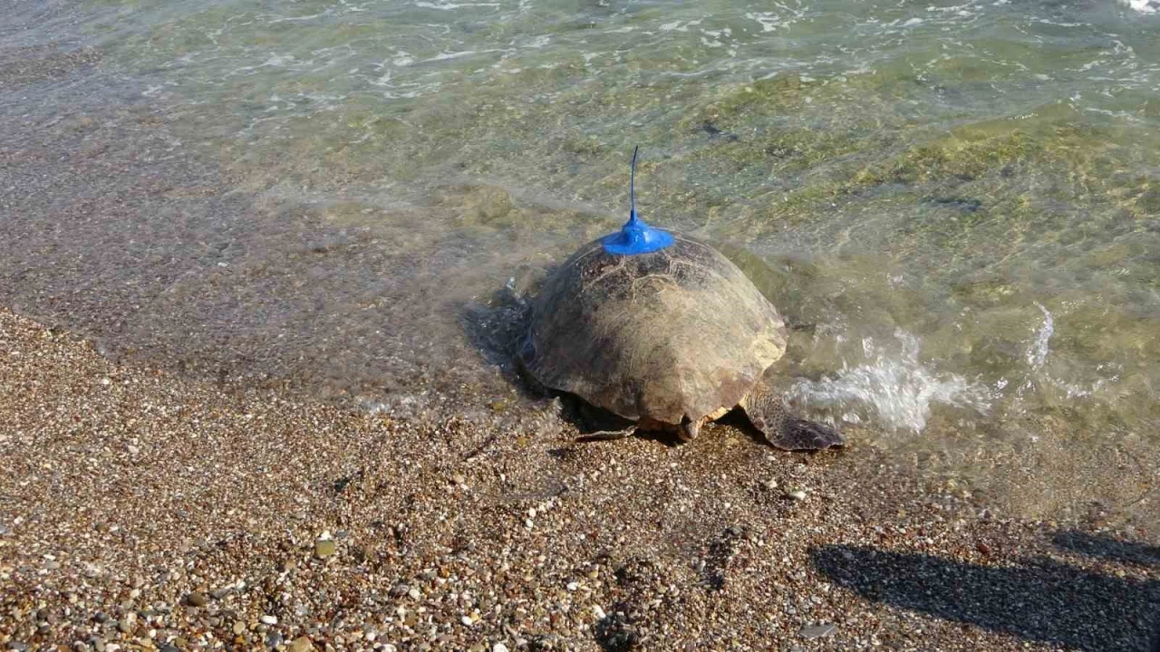 Antalyada deniz kaplumbağaları çip takılarak denize uğurlandı
