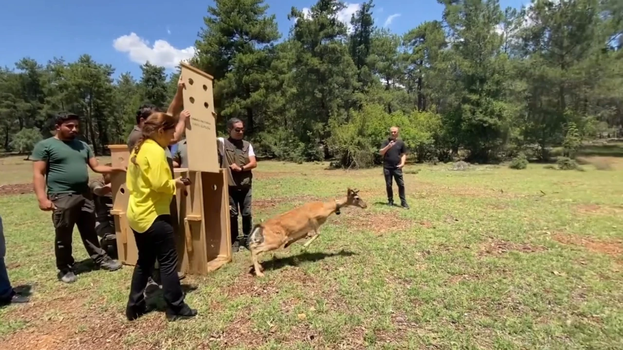 Antalyada doğaya salınan alageyiğin hareketleri uyduyla izleniyor