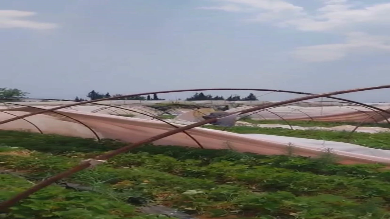 Antalyada hortum seralara zarar verdi