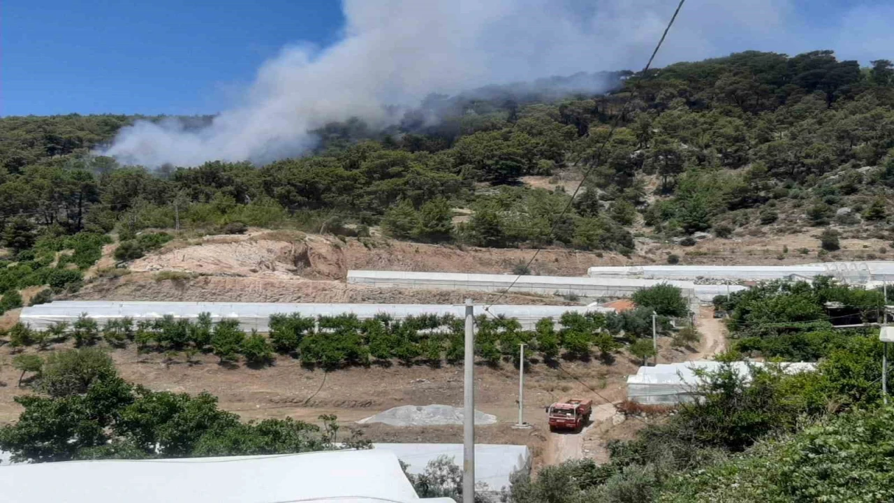 Antalyada orman yangını