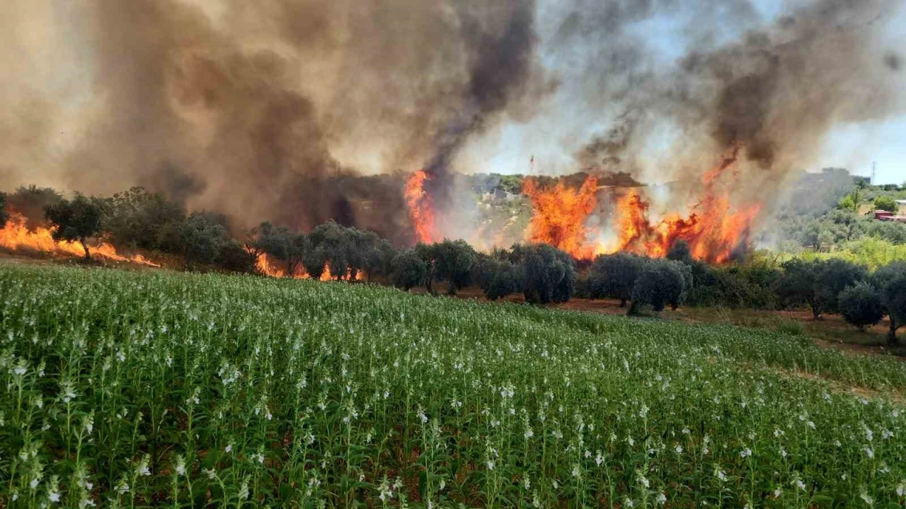 Antalyada ormanlık ve kırsal alanda çıkan yangın kontrol altına alındı
