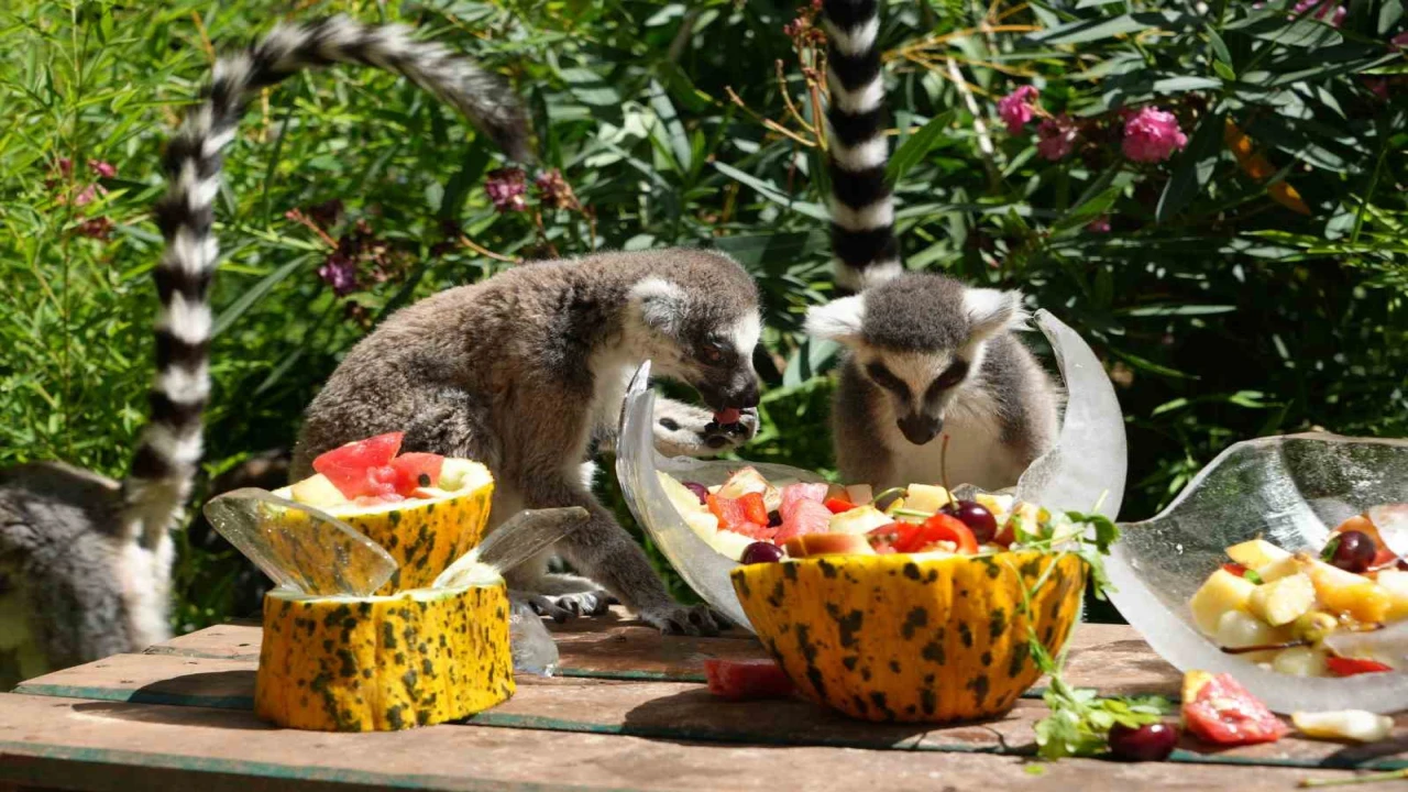Antalyada sıcaktan etkilenen hayvanlara buzlu meyve kokteyli