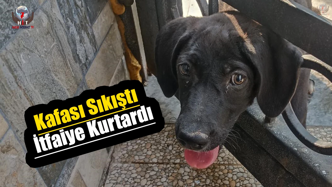 Arsuzda kafasını korkuluğa sıkıştıran köpeği itfaiye kurtardı