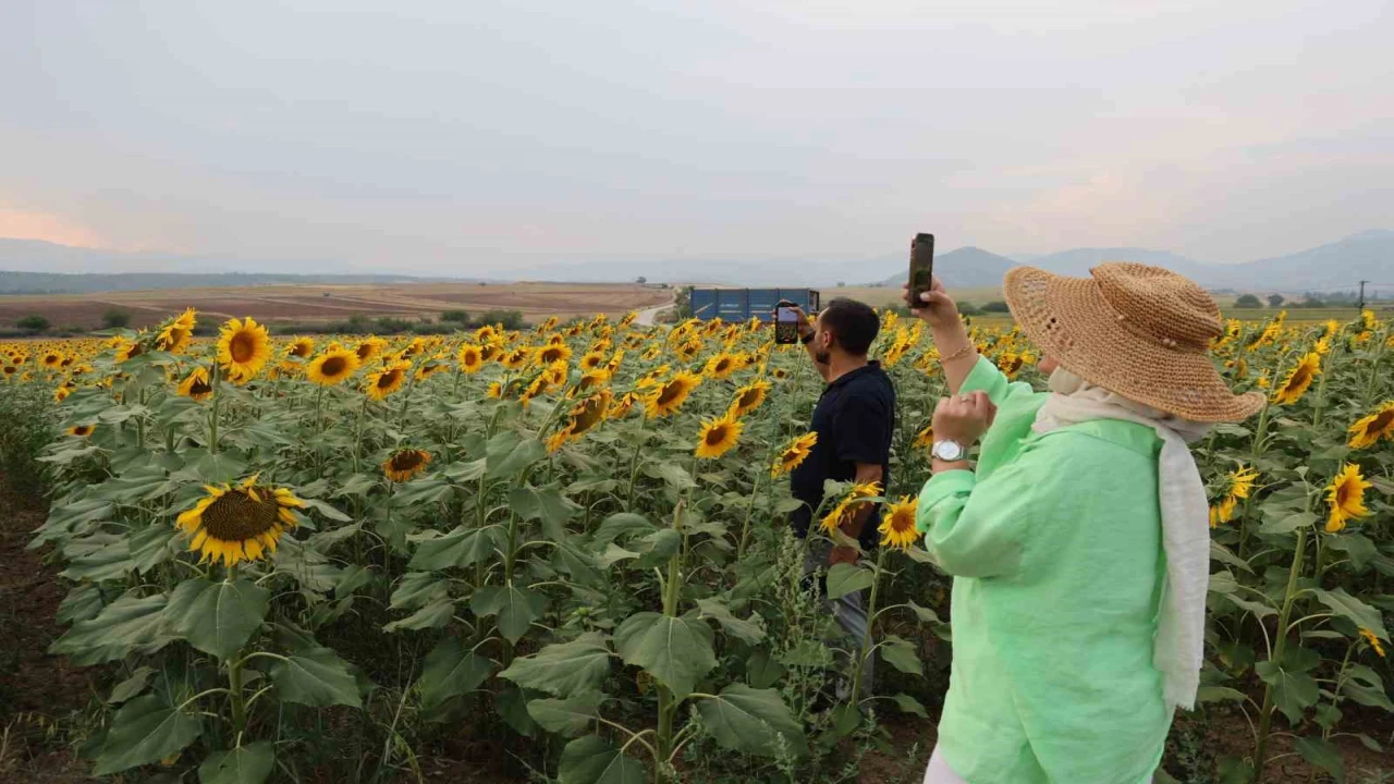 Ayçiçek tarlaları özçekim alanına dönüştü