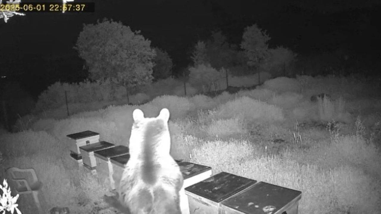 Ayının kovanlara saldırdığı anlar kamerada