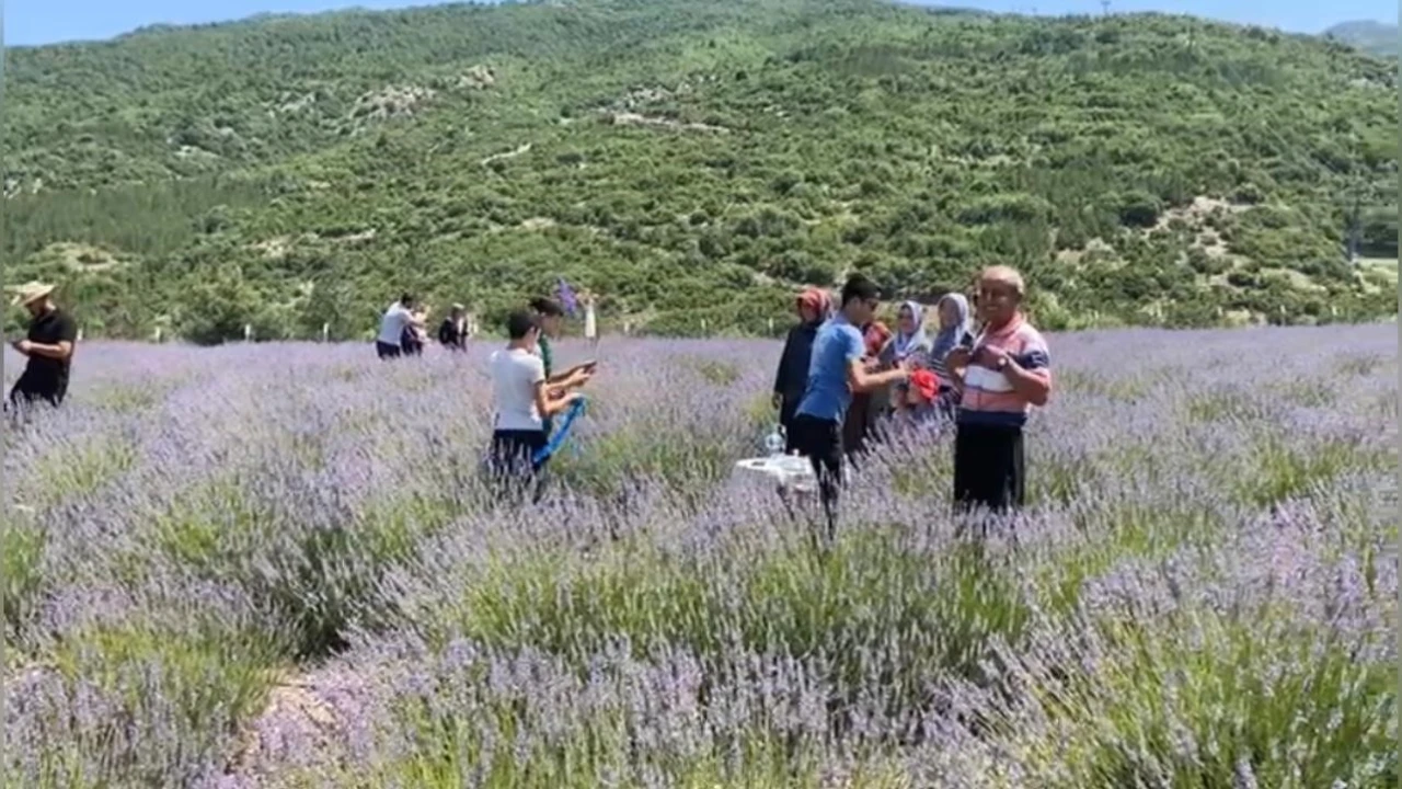 Bakımı yapılan lavanta bahçesi kadın elinde yeniden hayat buldu