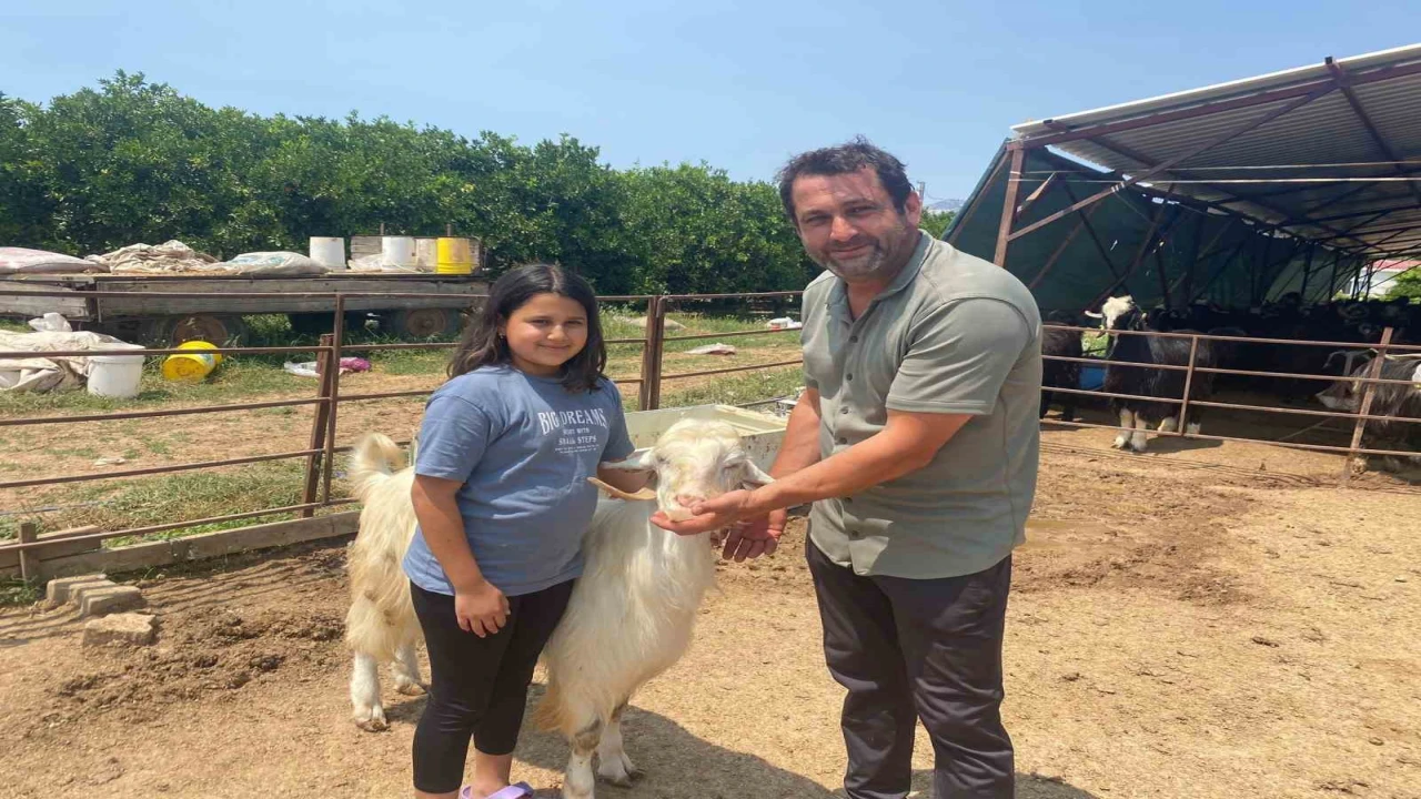 Bayramın en şanslı keçisi kesilmekten kurtuldu