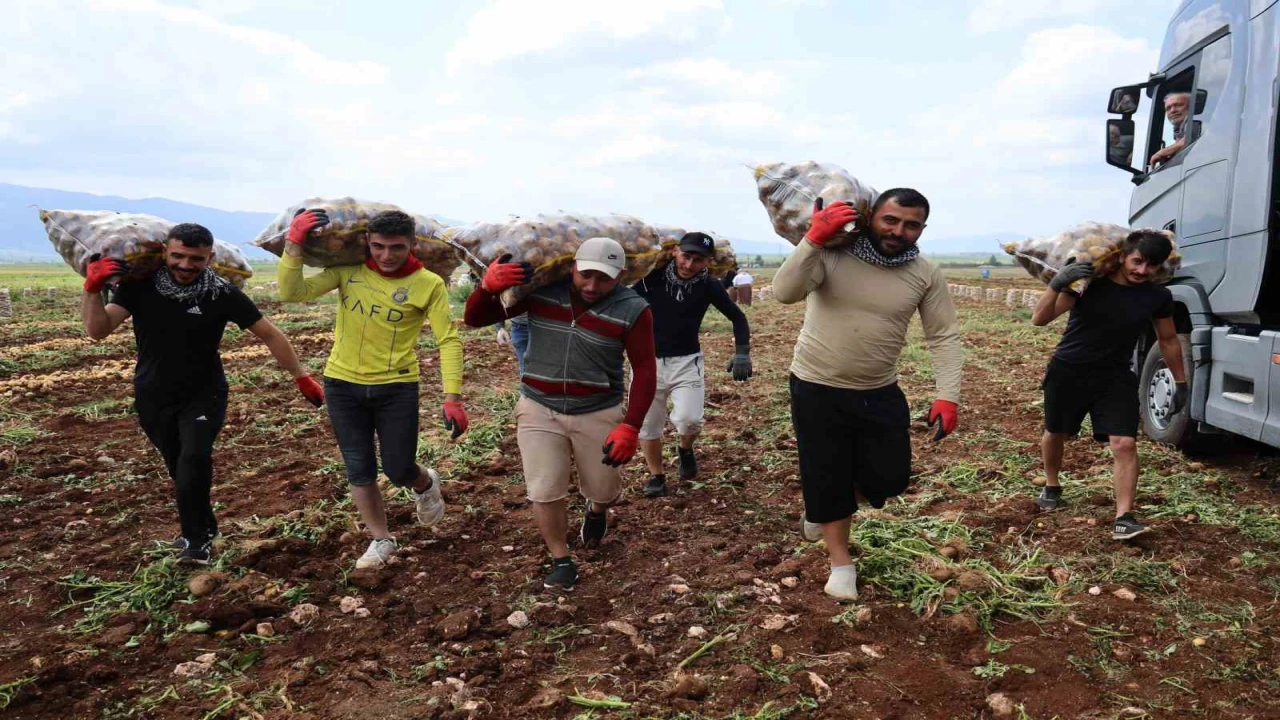 Bunlar özel işçiler: Günlük 250-300 ton patates yükleyip 2 bin 500 TL kazanıyorlar