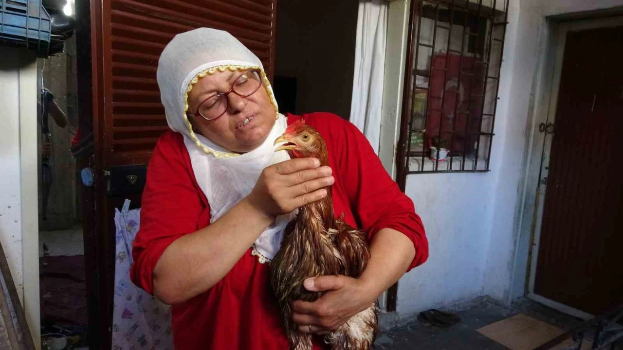 Çocuk gibi ağlayan tavuğunu kesmeye kıyamadı, iyileşmesi için veteriner aramaya başladı