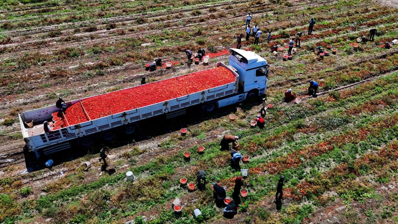 Domatesin tarlada kilogram fiyatı 3 liraya kadar düştü