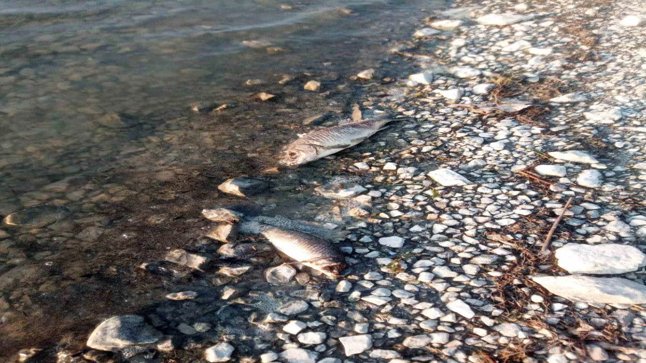 Eğirdir Gölünde yüzlerce sazan balığı ölü bulundu