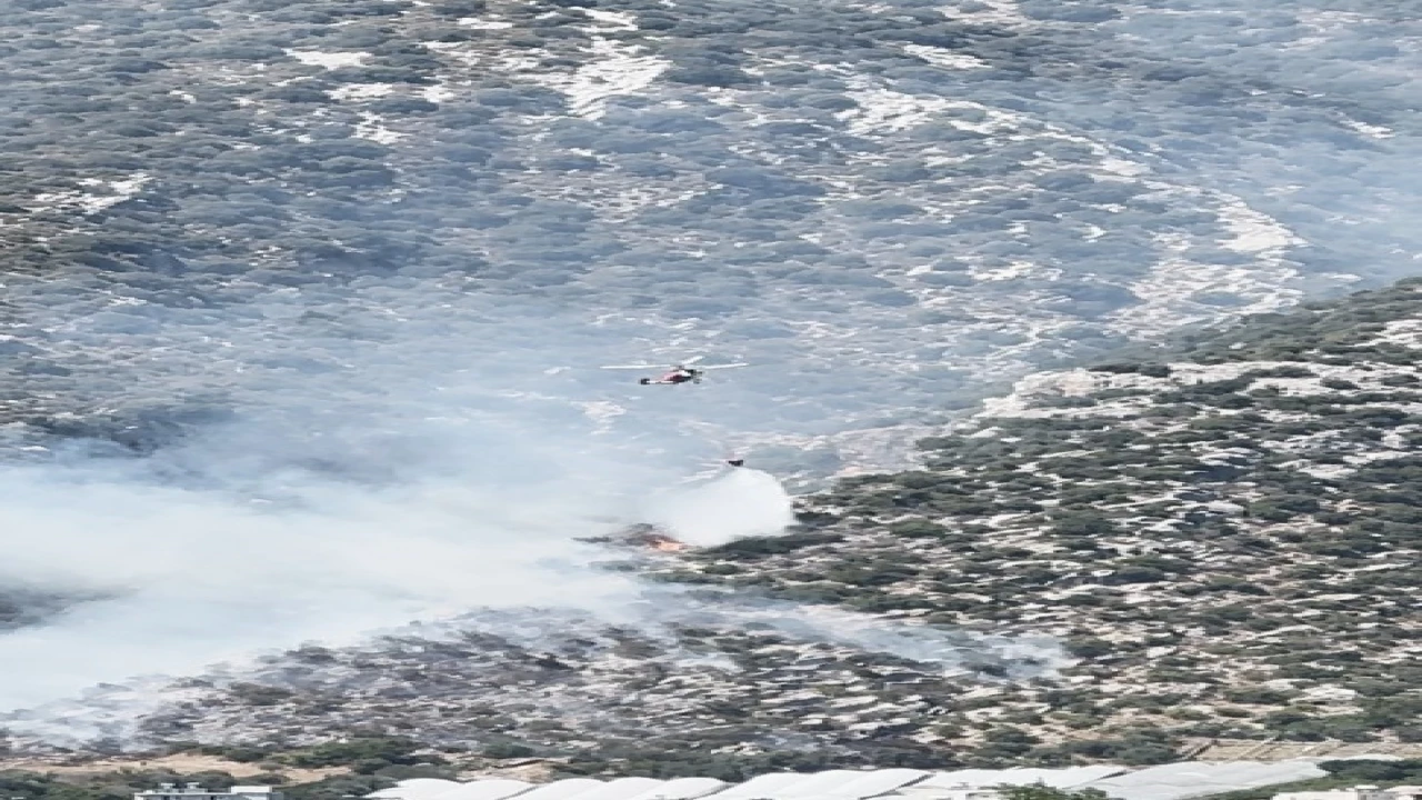 Finikede orman yangını