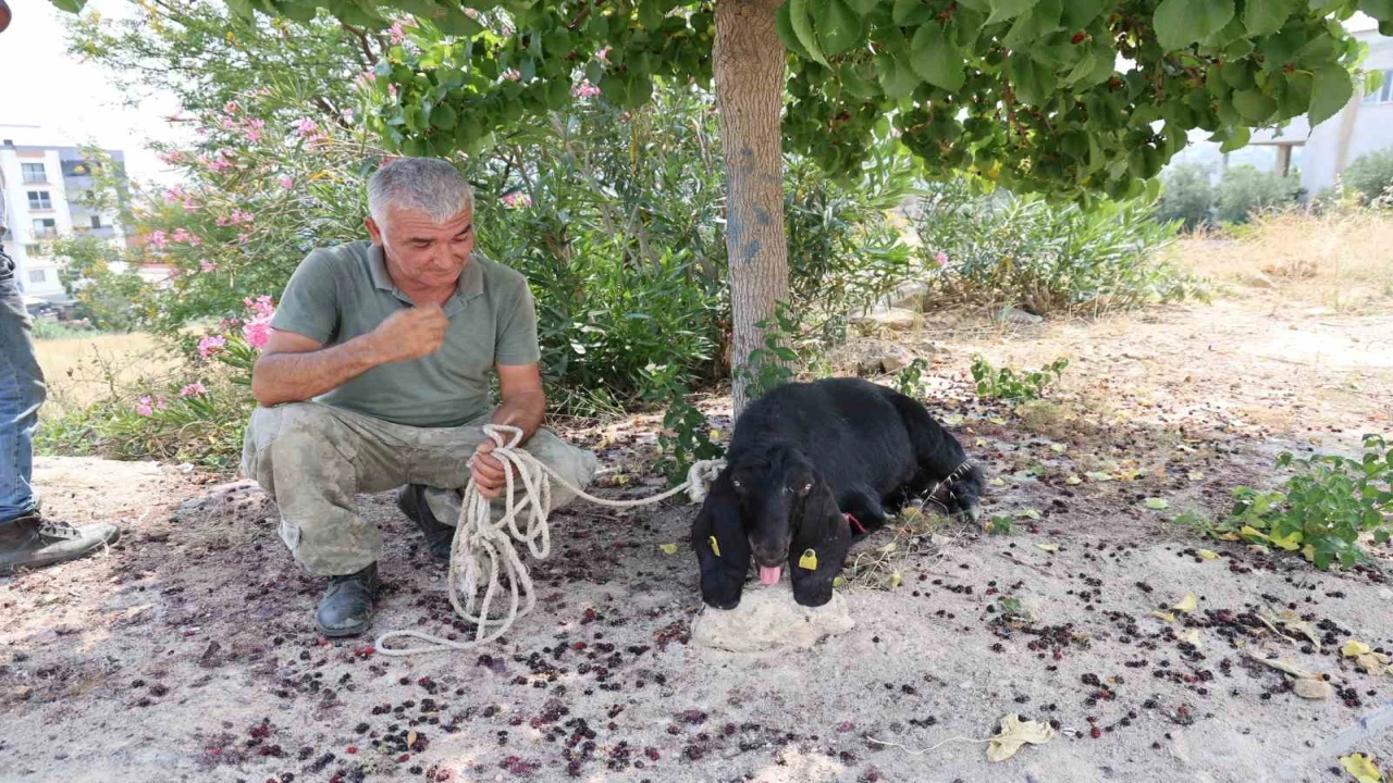 Firar eden kurbanlık, 10 gün sonra yakalandı