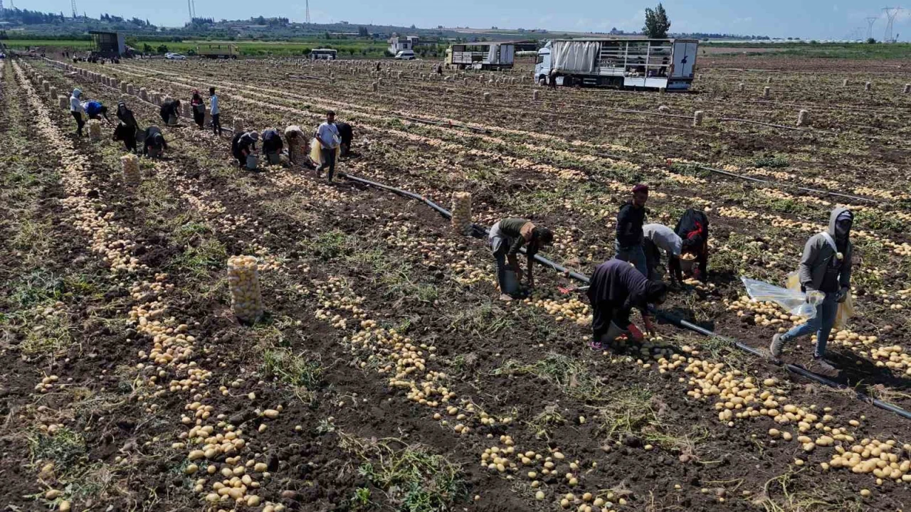Hasadı süren patateste fiyat 7 liraya kadar geriledi