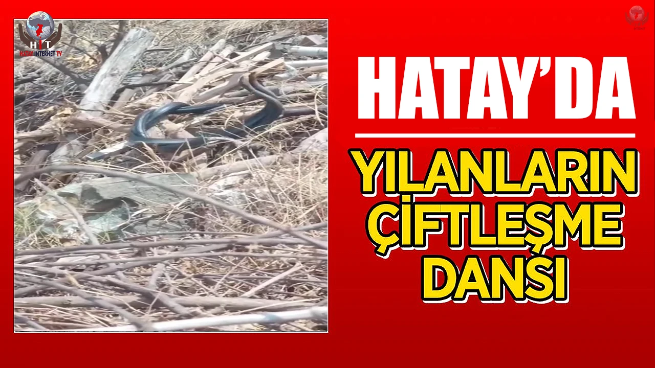 Hatayda çiftleşen yılanlar kameraya yakalandı