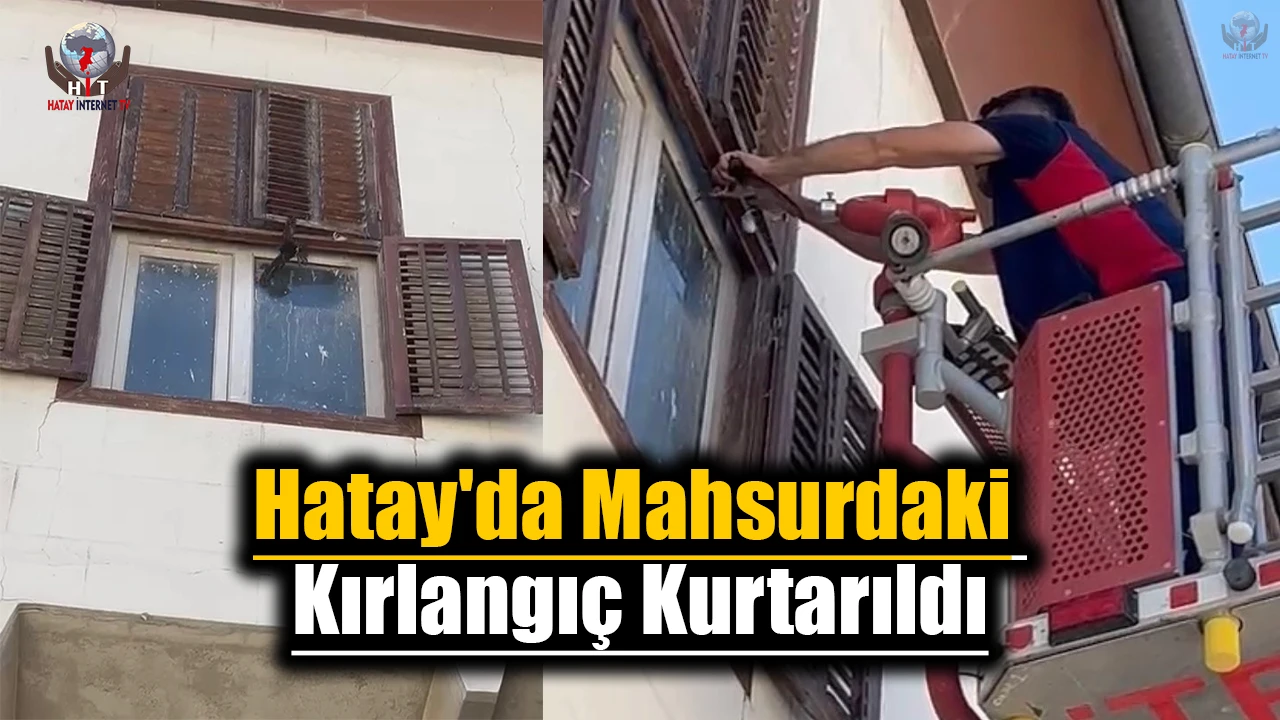 Hatay'da Mahsurdaki Kırlangıç Kurtarıldı