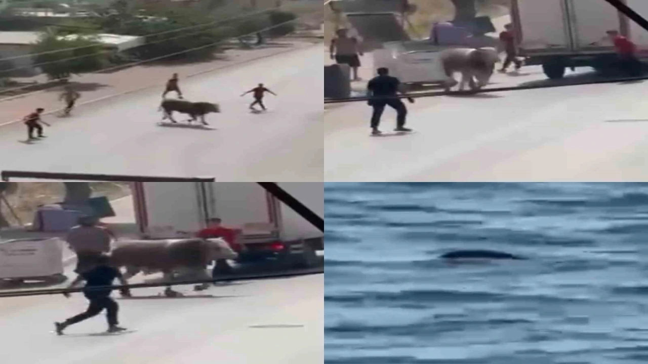 Kaçan boğa ortalığı bir birine kattı, diğeri ise denizde telef oldu