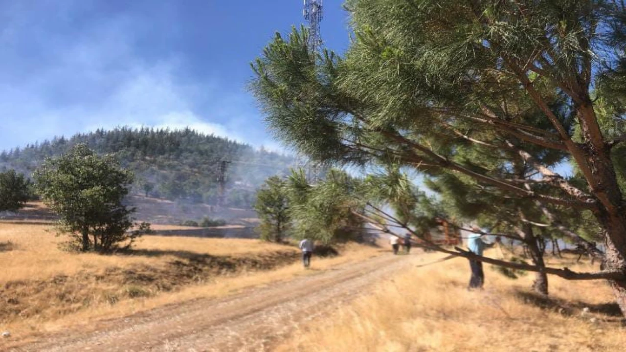 Kahramanmaraşta orman yangını