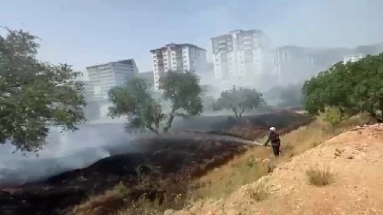 Kahramanmaraşta zeytinlik yangını