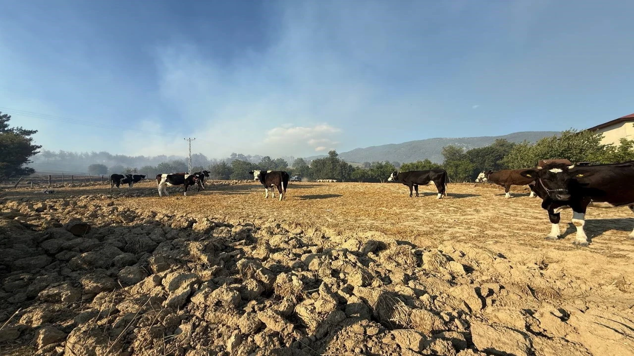 Kozandaki orman yangınında çiftçiler, hayvanlarını korumak için mücadele etti