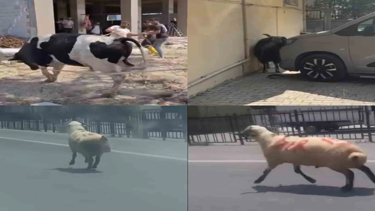 Kurbanlıklar firarda