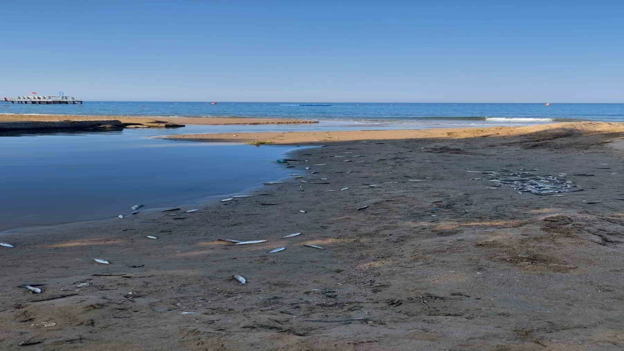 Manavgatta balık ölümleri alarm verdi, kimyasal kirlilik inceleniyor