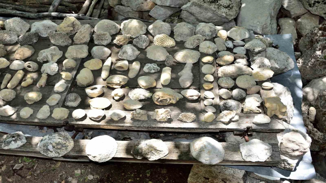 Mersin Mutta fosil araştırması