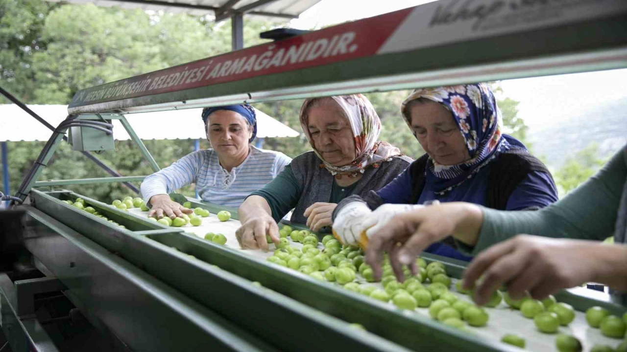 Mersinde erik üreticilerine ikinci boylama makinesi desteği