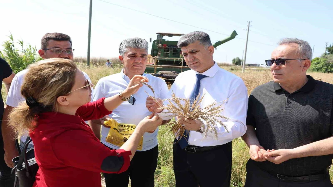 Mersinde yerli buğdayın hasadı gerçekleştirildi