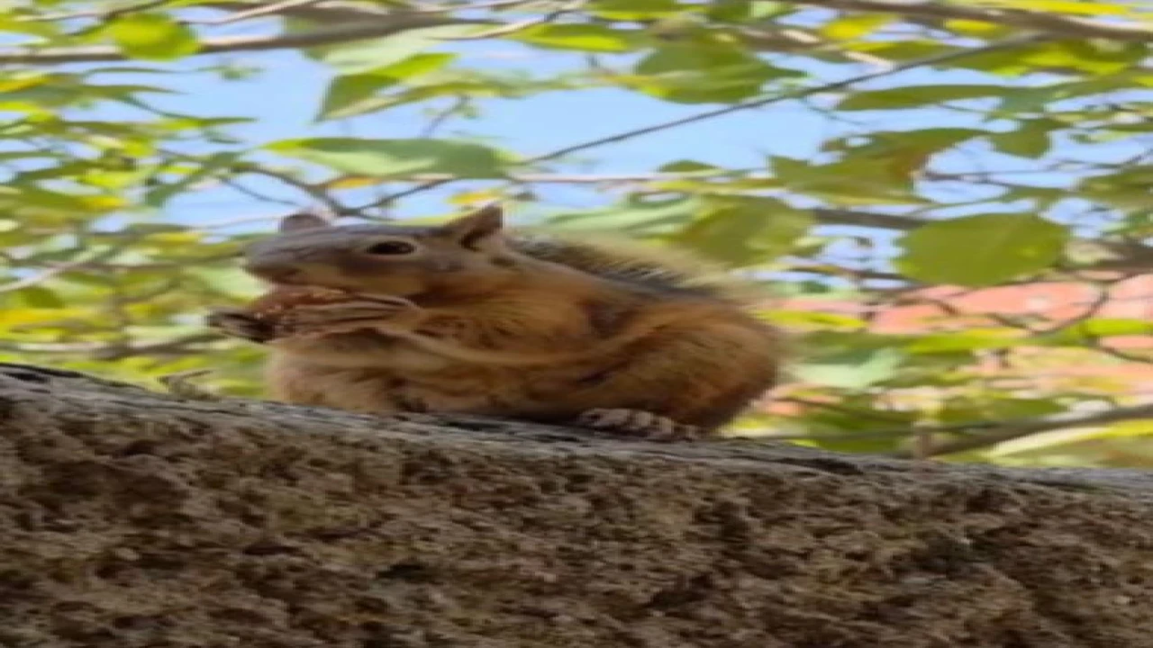 Osmaniyede, bayram kömbesi yiyen sincap görüntülendi