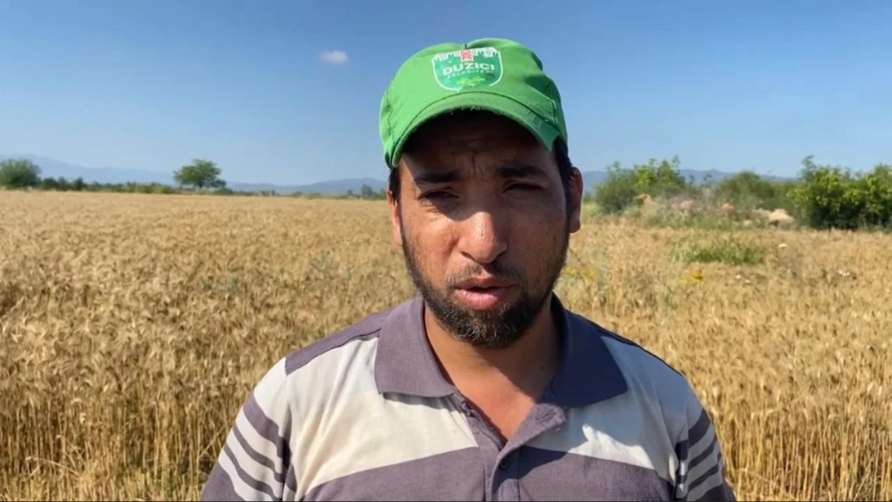 Osmaniyede mevsim nedeniyle buğday hasadı geç başladı