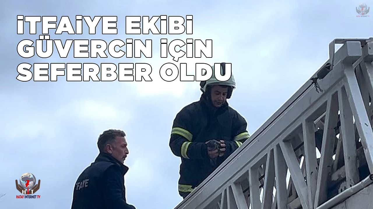 Payasta güvercin kurtarma operasyonu