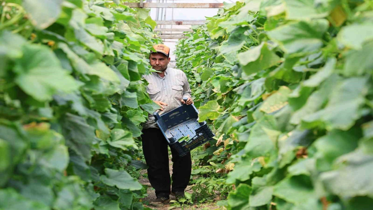 Salatalıkta hem sera, hem tarla bereketi