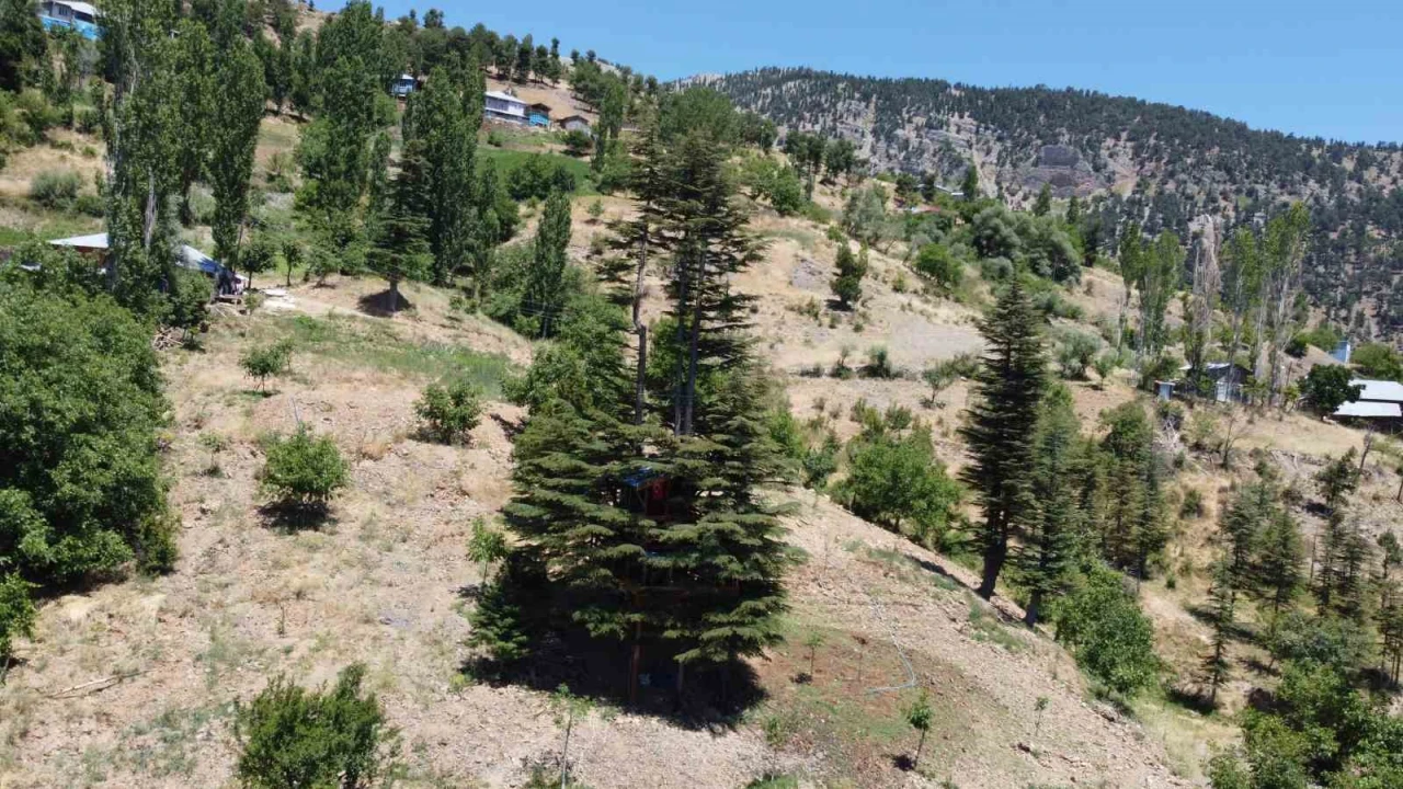 Sedir ağacına masal diyarı evi yaptılar